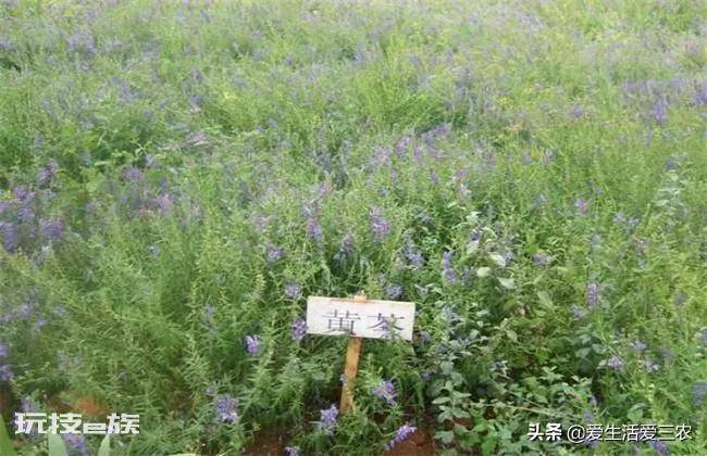亩效益过万的一年生药材(农村种植什么药材项目更赚钱)-图片9